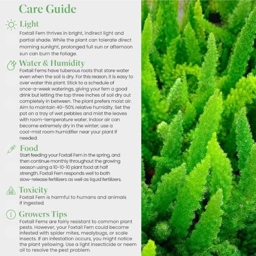 American Plant Exchange Live Foxtail Fern Plant, Plant Pot for Home and Garden Decor, 10" Pot - Image 4