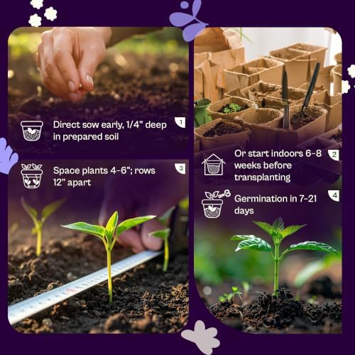 SVI 900 Bouquet Dill Seeds (Anethum graveolens) – Heirloom Dill Seed Packets, Aromatic Leaves & Herbs – Culinary Herb Seeds for Outdoor & Indoor Herb Garden, Raised Beds, Containers - Image 5