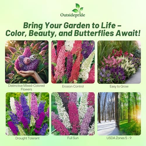 Outsidepride Butterfly Bush Mix Seeds - 100 Pcs. Perennial, Drought-Tolerant & Low Maintenance Flower Seeds for Planting Fast Growing & Aromatic, Tall Mixed Blooms, Great for Pollinator Gardens - Image 2
