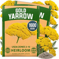 HOME GROWN Yarrow Seeds, Gold, 1,600 Seeds, Achillea filipendulina by HOMEGROWN