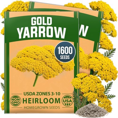 HOME GROWN Yarrow Seeds, Gold, 1,600 Seeds, Achillea filipendulina by HOMEGROWN
