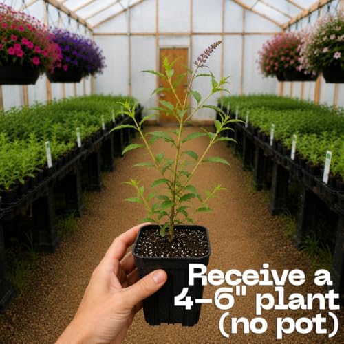 Buddleia Butterfly Bush Live Plant | 4 Inch Tall | Flowering Shrub with Deep Purple Blooms | Easy to Grow Plant for Outdoor Gardens, Borders & Pollinator Landscapes - Image 3