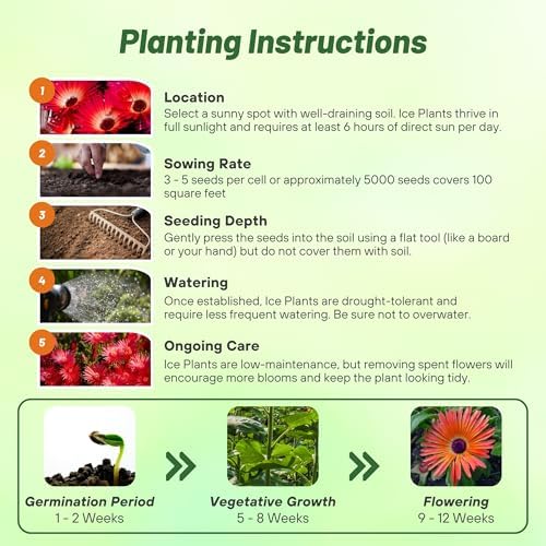 Outsidepride Gelato Red Ice Plant Seeds - 5000 Pcs Perennial, Drought Tolerant Ground Cover Seeds for Planting Vibrant Trailing Blooms, Ideal for Sunny Gardens & Xeriscape Landscaping - Image 5