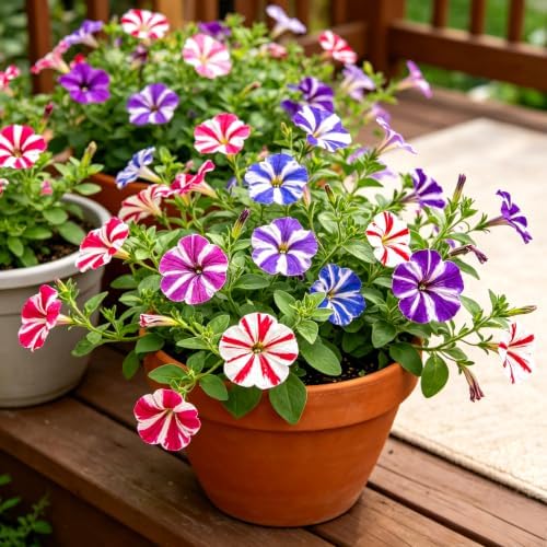 CarpetC 500+ Mixed Petunia Seeds for Planting, Annual Long Blooming Drought Tolerant for Hanging Baskets and Containers - Image 2