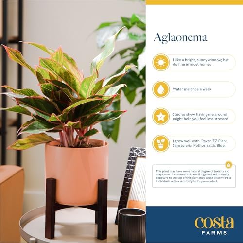 Costa Farms Chinese Evergreen, Live Indoor Plant, Easy Care, Home Decor - Image 6