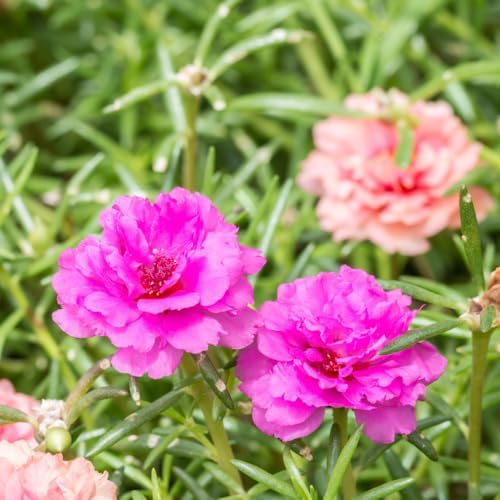 Mixed Moss Rose Portulaca Live Plant, Colorful Ground Cover, 4-6 Inch Tall - Image 6