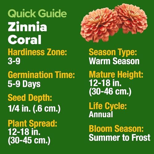 HOME GROWN Coral Zinnia Seeds, 600 Seeds, Zinnia elegans - Image 4