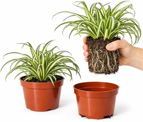 Easy to Grow Spider Plant Variegated 2 Full Size Potted Plants - Large Established Houseplants in 4" Quart Pots - Indoor Outdoor, Low Maintenance, Air-Purifying (Not Starter Plugs) by EasytoGrow