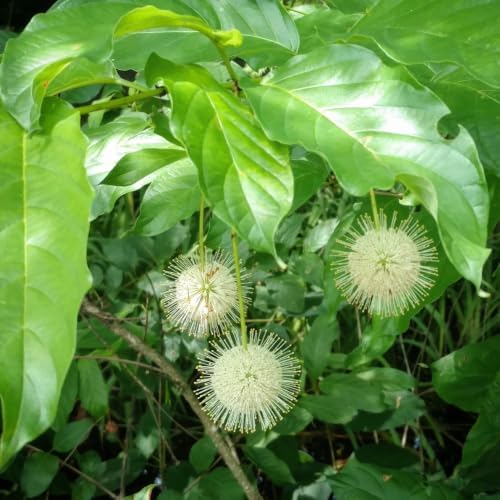 2 Buttonbush Live Shrubs, 4 Inch Pot, Native Buttonbush 12-18 Inch Tall - Image 6