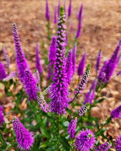 Greenwood Nursery: Live Perennial Plants - 'Very Van Gogh' Spiked Speedwell + Veronica Spicata - [Qty: 3X Pint Pots] - (Click for Other Available Plants/Quantities) - Image 2