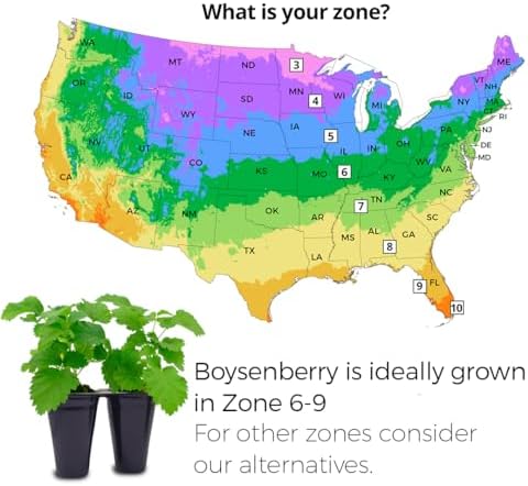 Boysenberry Plant (4 Pack) | Live Fruit Plant for Planting | Large, Juicy & Sweet Berries | Thorny & High-Yielding Variety | Grow Your Own Food in Your Edible Organic Garden | Perfect for Fresh Eating - Image 3