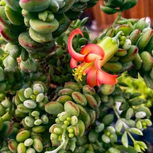 Rare Cotyledon Pendens Live Plant, Well-Rooted Starter Plant, 4 Inch Pot - Image 5