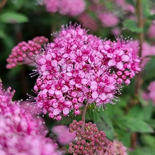 Bloomin' Easy Poprocks Petite Spirea, Live Flowering Shrub, 3 Gallon - Image 2