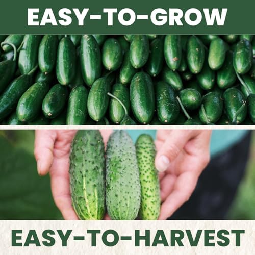 Marketmore Cucumber – 200 Premium Seeds for Planting – Crisp, Disease-Resistant Slicer for the 2026 Season – 6 Gram Pouch - Image 5