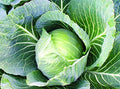 50+ Count Late Flat Dutch Cabbage Seed, Heirloom, Non GMO Seed Tasty Healthy Veggie by CountryCreekAcres