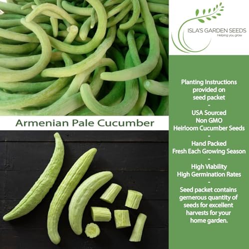 Armenian Pale Green Cucumber Seeds (Cucumis sativus) – 100+ Non-GMO & Heirloom Seeds for Planting, Long Crisp Light-Green Cucumbers for Fresh Eating & Salads, by Isla’s Garden Seeds, Gift Idea - Image 2