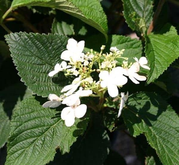 Shasta Doublefile Viburnum, Live Deciduous Flowering Shrub, 3 Gallon - Image 2