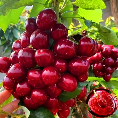Mix Fruit Seeds Pack for Planting, 160pcs Lemon Orange Apple Blueberry Cherry Seeds, Non-GMO Heirloom Sweet Edible Juicy Fruits Tree Plants in Your Home Garden - Image 2