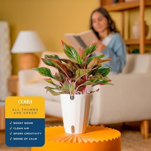 Costa Farms Chinese Evergreen, Live Indoor Plant, Easy Care, Home Decor - Image 5