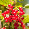 Red Currant Bush Live Plant, Cold Hardy Berry Shrub, 5-10" Tall by HILROQG