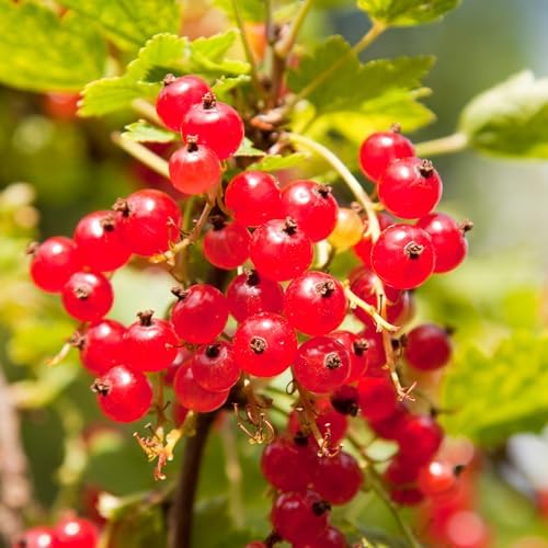 Red Currant Bush Live Plant, Cold Hardy Berry Shrub, 5-10" Tall by HILROQG
