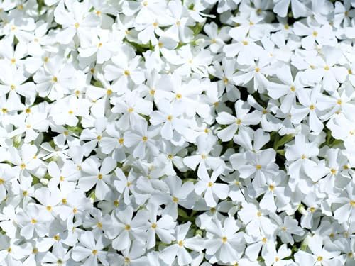Greenwood Nursery: Live Ground-Cover Plants - White Creeping/Moss Phlox + Subulata - [Qty: 10x Pint Pots] - (Click for Other Available Plants/Quantities) by GreenwoodNursery