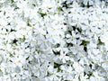 Greenwood Nursery: Live Ground-Cover Plants - White Creeping/Moss Phlox + Subulata - [Qty: 5X Pint Pots] - (Click for Other Available Plants/Quantities) by GreenwoodNursery