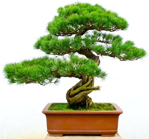 White Pine Bonsai Tree Seeds for Planting (30 Seeds) by CZGrain