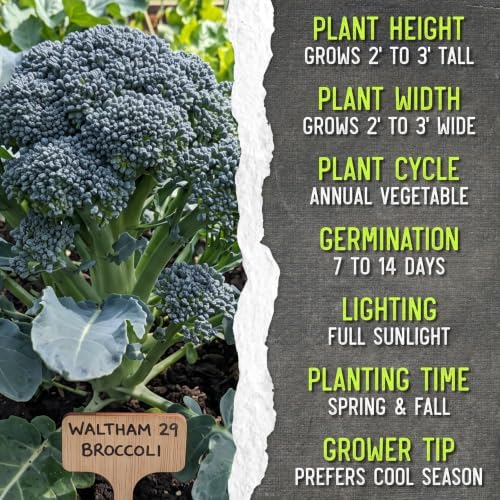 Seed Needs Waltham 29 Broccoli Seeds to Plant Heirloom & Non-GMO 20 Packs - Image 7