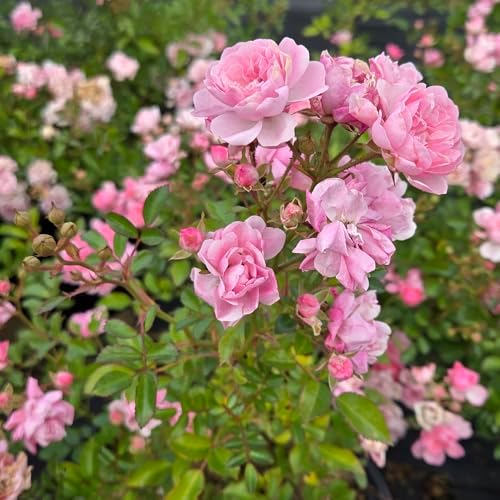 Live Plant from Green Promise Farms - Rosa The Fairy (The Fairy Rose), #3 Gallon Size Container, Pink Flowers - This Plant Does NOT Ship to AZ, CA, HI, ID, MT, NV, OR, PR, UT & WA!! - Image 3