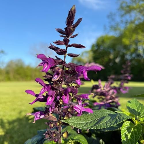Clovers Garden Salvia Purple and Bloom Plants - Two (2) Live Plants – Non-GMO - Not Seeds - Each 4" to 8" Tall – in 4" Inch Pots - Pollinator Magnet, Heat Tolerant, Low Maintenance by CloversGarden
