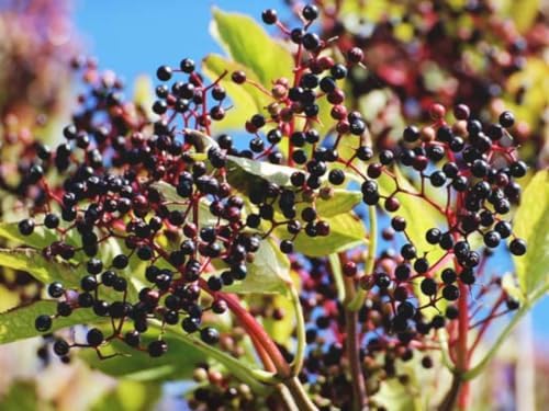 2 Black Elderberry Trees Live Plants, Berry Fruit Bush, 6-12 Inch Tall - Image 3