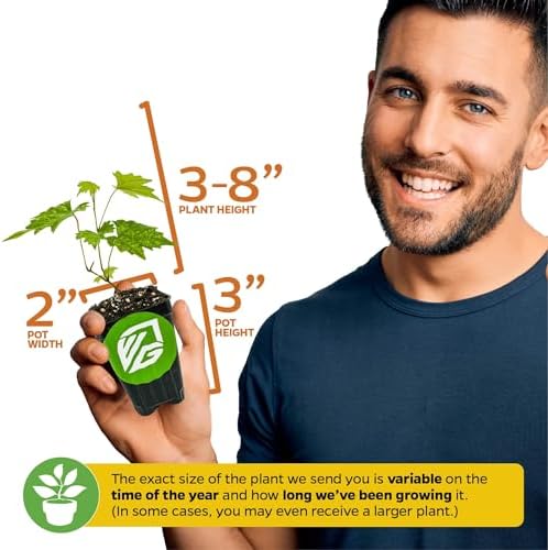 Welder Muscadine Grape Vine (2-Pack) Live Plant by Wellspring Gardens - Image 3