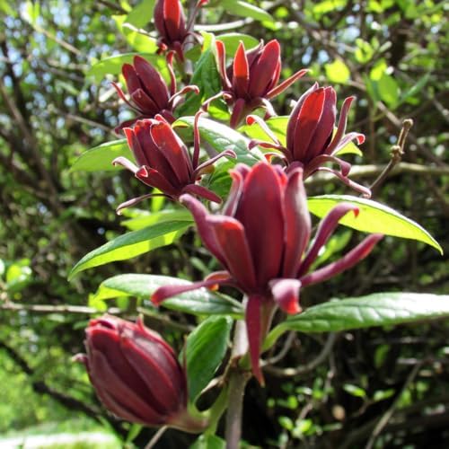 Sweet Shrub Bush Live Plant, Carolina Allspice, Well-Rooted 6-12" Potted in 4" Pot, Cold-Hardy Sweet Shrub for Home Gardens - Image 2