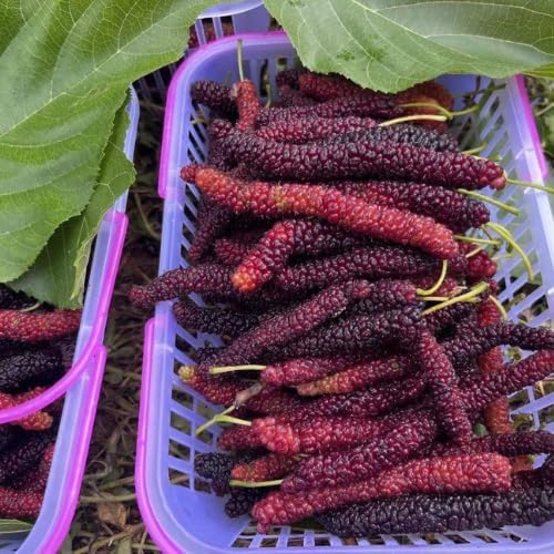 Pakistan Mulberry Tree Live Plant, 5-8" Mulberry Starter Plant - Image 3