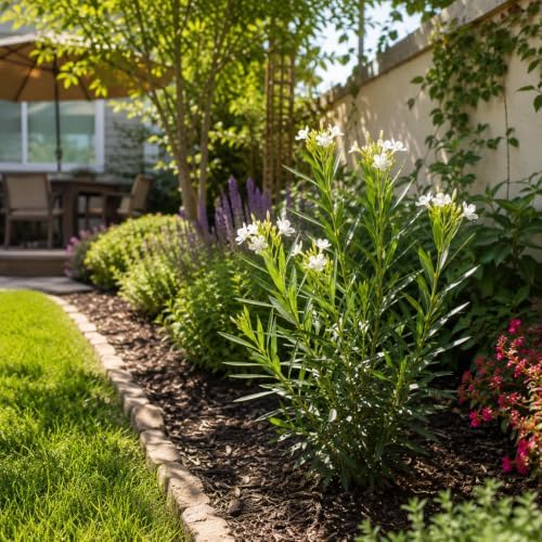 Oleander Colonial White Nerium | 3 Live Plants | Fragrant Blooms, Evergreen Shrub, Drought Tolerant, Heat Tolerant, Fast Growing, Summer Flowers, Low Maintenance, Outdoor Garden - Image 2