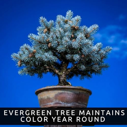 Blue Spruce Bonsai Seeds (30 Pack) – Colorado Blue Spruce Tree for Planting – Grow Miniature Evergreen for Bonsai – Cold Hardy Conifer - Moderate Grower - Peaceful Hobby - Image 5