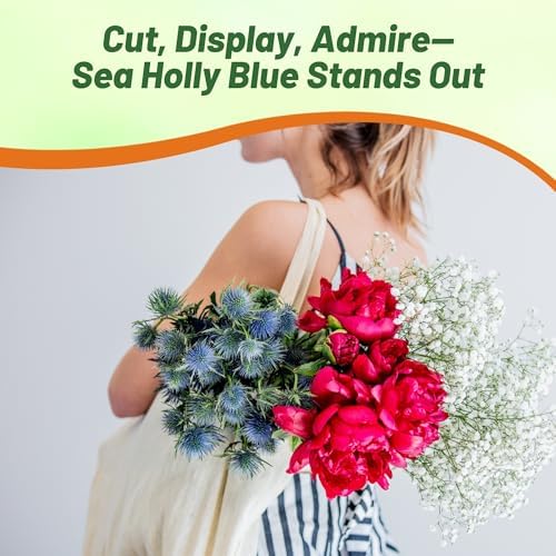 Outsidepride Silver Blue Sea Holly Seeds for Planting - 10000 Pcs Perennial Drought-Tolerant Eryngium Cut Flower Garden Seeds for Floral Arrangements, Pollinator & Low Water Gardens - Image 6