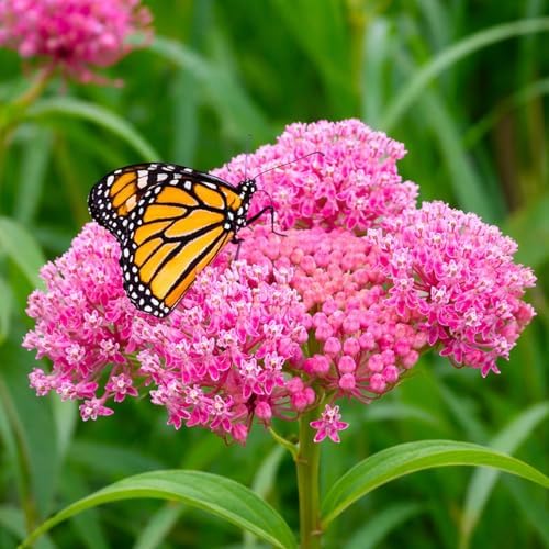 Swamp Milkweed Live Plants (Asclepias incarnata) – Starter Plug Plants for Monarch Butterflies, Pink Native Perennial Pollinator Flowers (5 Plugs) by CZGrain