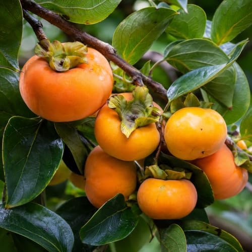 Persimmon Fruit Trees | 10 Live Trees | Diospyros Kaki | Edible Fruit Tree for Home Gardens | Cold Hardy Plants with Sweet, Delicious Fruits - Image 3