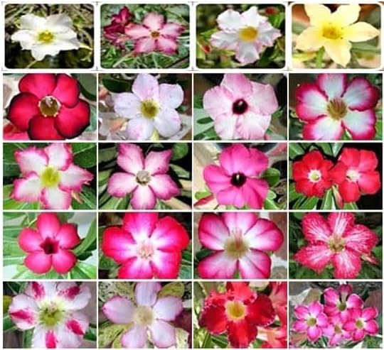 Desert Rose Seeds 100 Count, Mixed Colors, Adenium Obesum, Bonsai - Image 3
