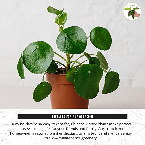 California Tropicals Rare Chinese Money Plant (Pilea Peperomioides) - Live House Plant, 4 Inch Pot for Easy Care, Perfect for Office, Home & Feng Shui Decor, Real Plants for Gardening - Image 5