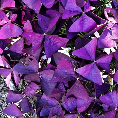 12+ Bulbs Purple Shamrocks Oxalis Triangularis Lucky Lovely Flowers Bulbs Grows for Planting Indoors or Outdoors - Image 4
