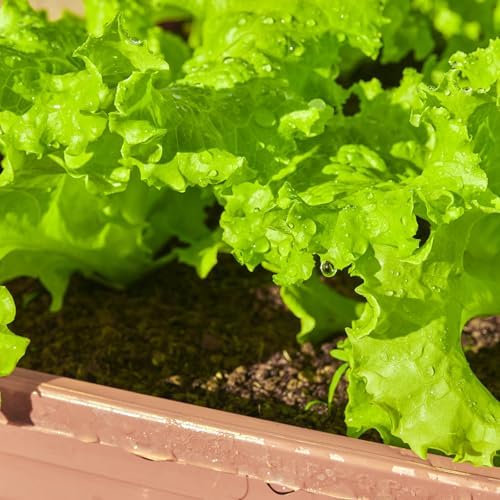 20,000+ Lettuce Seeds 10 Varieties of Fresh Salad Greens - Image 3