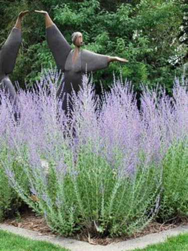 Perovskia atriplicifolia (Russian Sage) Live Perennial, Size-Quart, Summer Blooming Blue-Violet Spikes, Heat Tolerant, Aromatic Stems, Zones 5-9 by PerennialFarmMarketplace