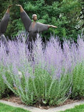 Perovskia atriplicifolia (Russian Sage) Live Perennial, Size-Quart, Summer Blooming Blue-Violet Spikes, Heat Tolerant, Aromatic Stems, Zones 5-9 by PerennialFarmMarketplace