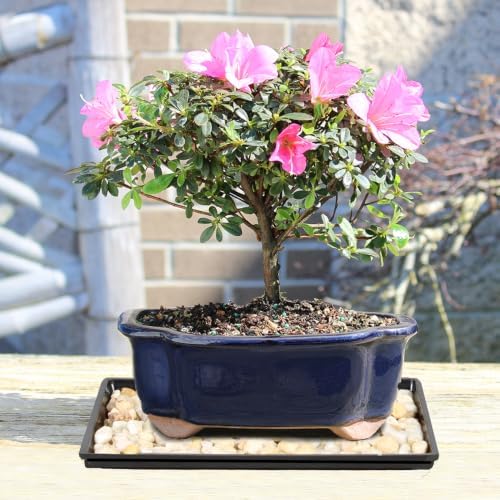 Brussel's Bonsai - Medium Satsuki Azalea Live Bonsai Tree, Potted Outdoor Plant - Image 5