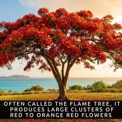 25 Royal Poinciana Seeds | Delonix Regia Flame Tree Seeds - Image 3