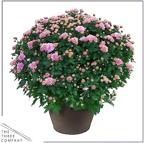 Chrysanthemum (2 Pack) - Pink Blooms, Live Fall Flowering Perennial, 13" Tall by 12" Wide in 3 Qt Pot - Image 3