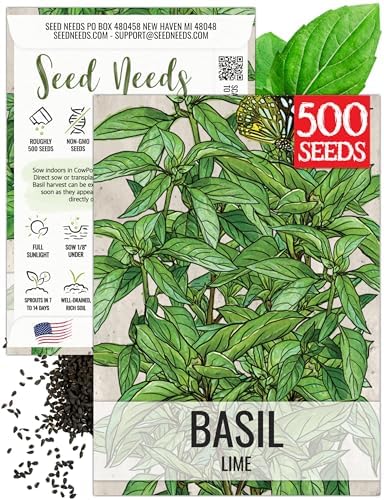 Seed Needs Lime Basil Seeds to Plant an Herb Garden - 1 Pack by SeedNeeds